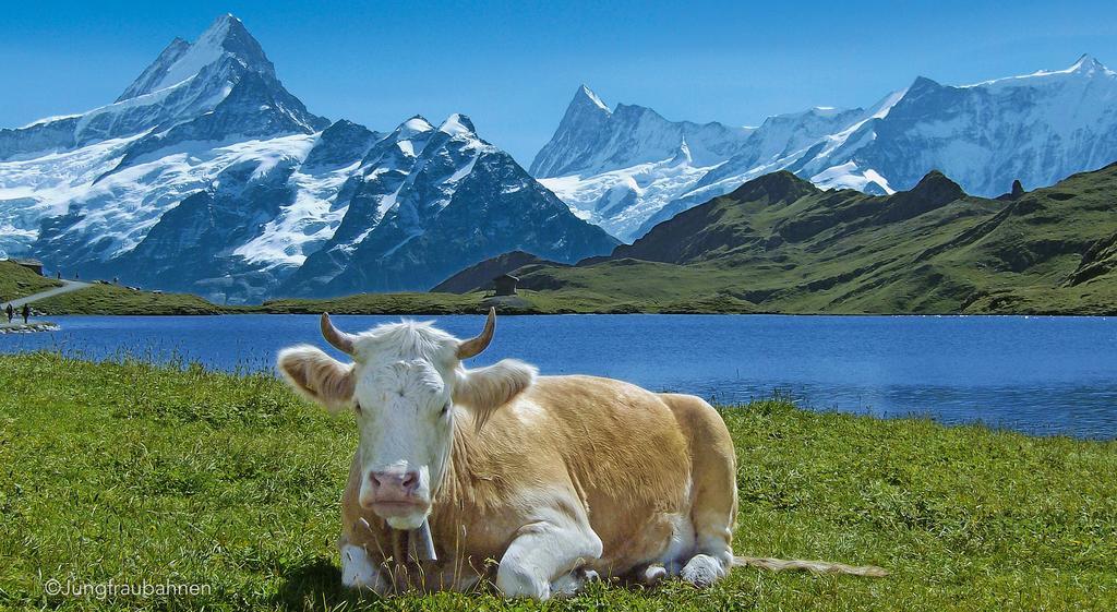 Camping Jungfrau Lauterbrunnen Ngoại thất bức ảnh